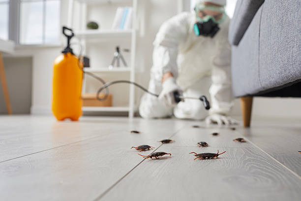 Commercial Kitchen Cockroach Control in Anchor Point